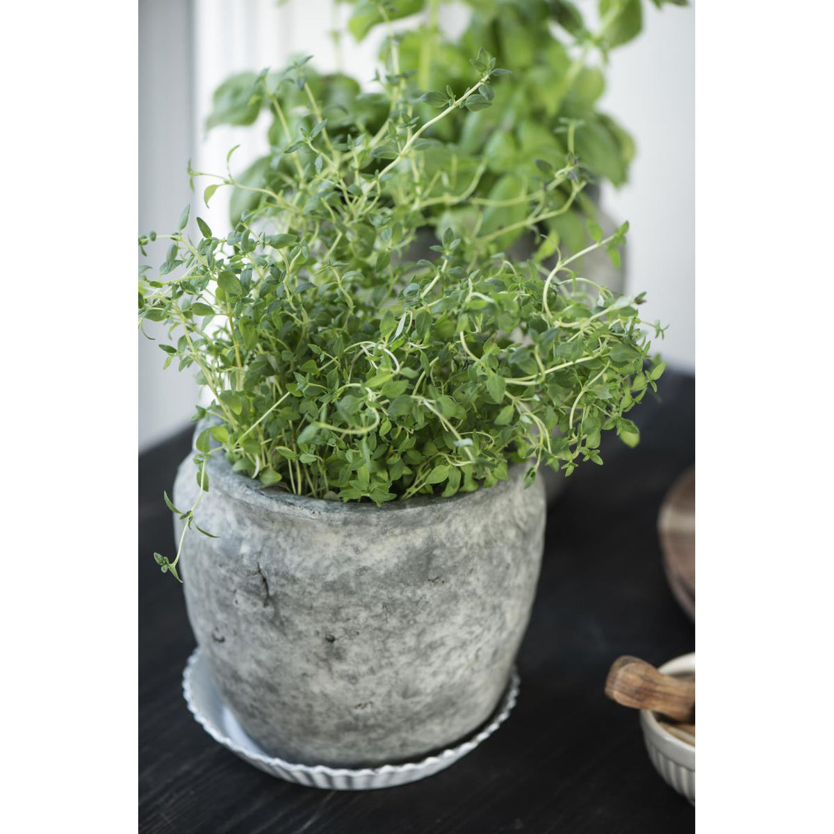 Plato Enlozado Blanco Borde Blonda Diam 14,5 cm